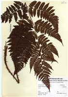 藏品(小苞鱗毛蕨)的圖片